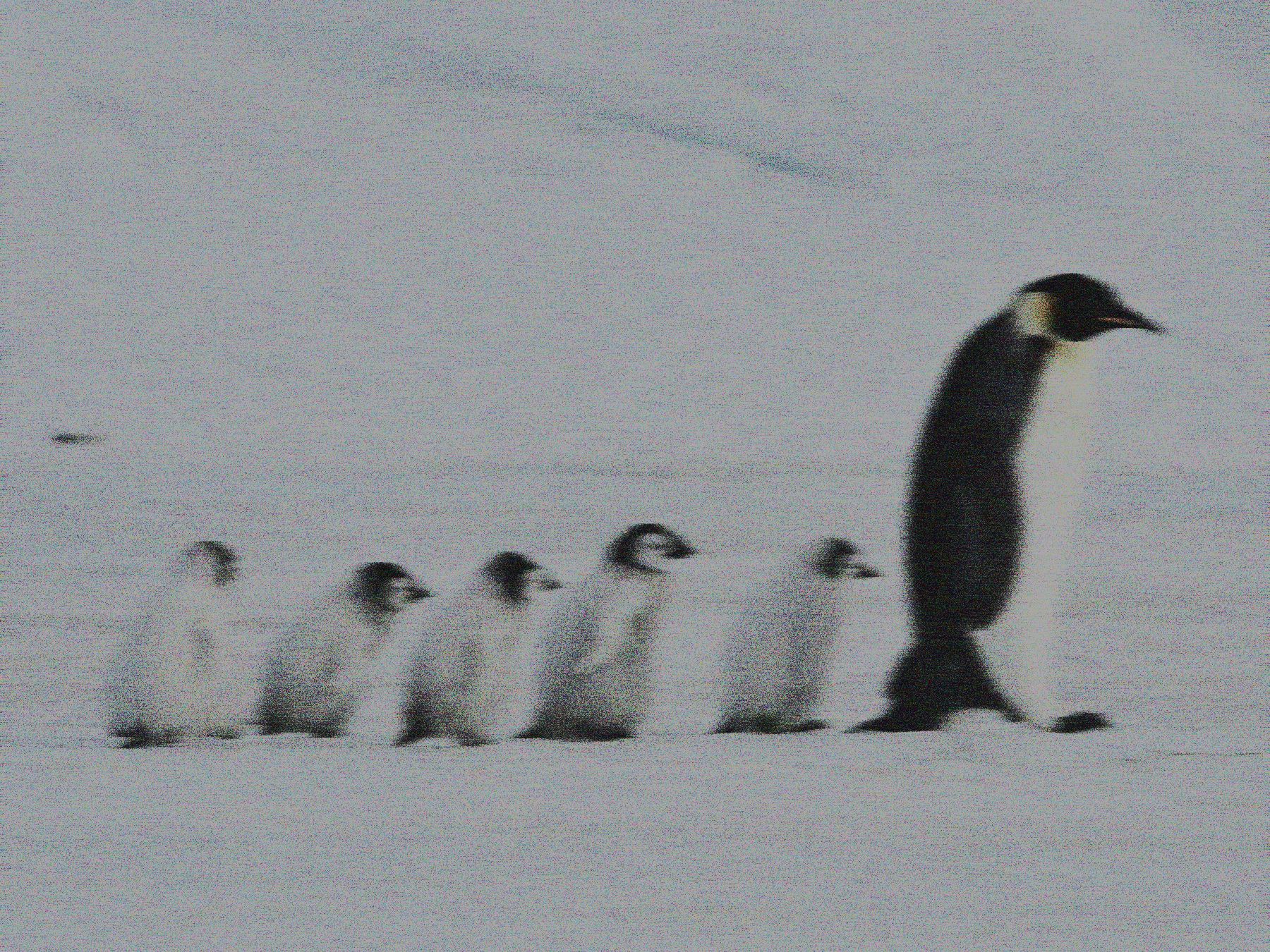 noise penguins